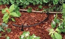 Antelco 1/4" Distribution Tubing